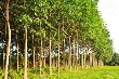 Giá cao su kỳ hạn tại Tokyo ngày 14/3 ngừng chuỗi giảm 4 phiên liên tiếp